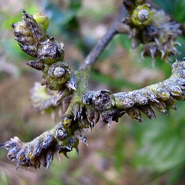 Tournefortia subsessilis unspecified picture