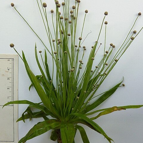 Paepalanthus myocephalus unspecified picture