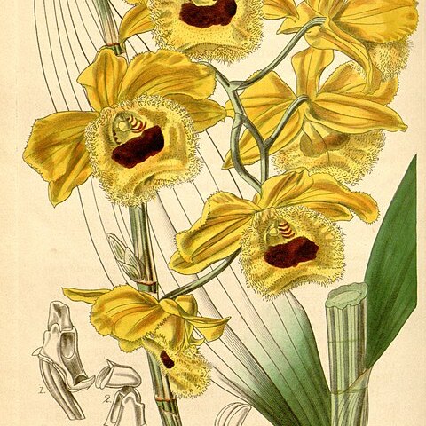 Dendrobium fimbriatum unspecified picture