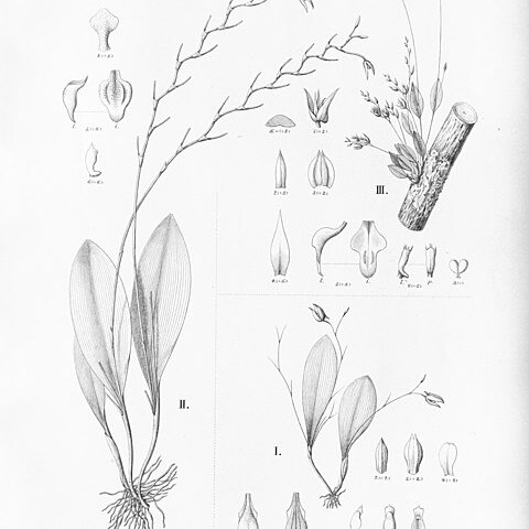 Pabstiella yauaperyensis unspecified picture