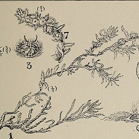 Maireana ciliata unspecified picture