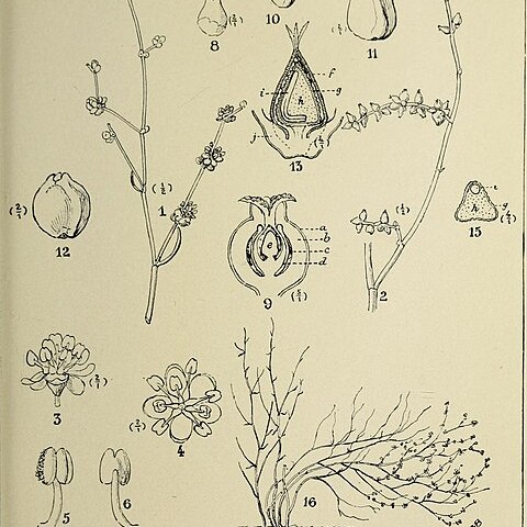 Duma coccoloboides unspecified picture