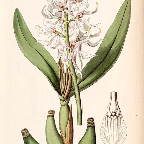 Prosthechea glumacea unspecified picture