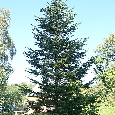 Abies sachalinensis var. mayriana unspecified picture