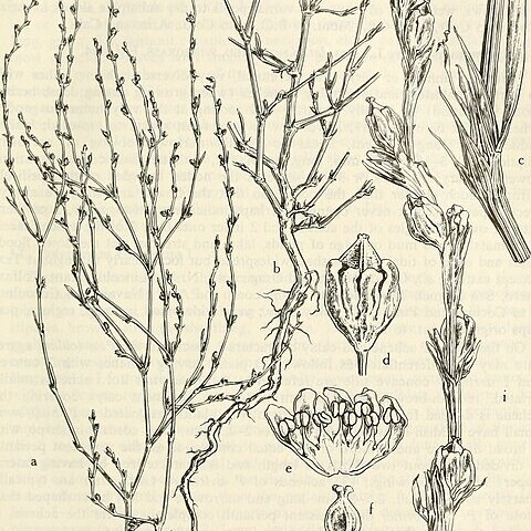 Polygonum argyrocoleon unspecified picture