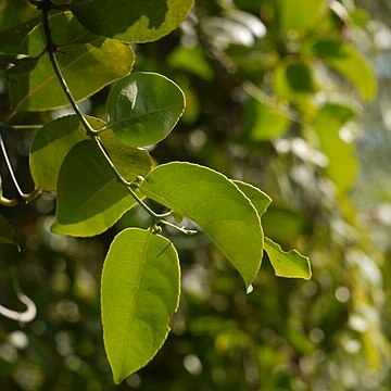 Salacia unspecified picture