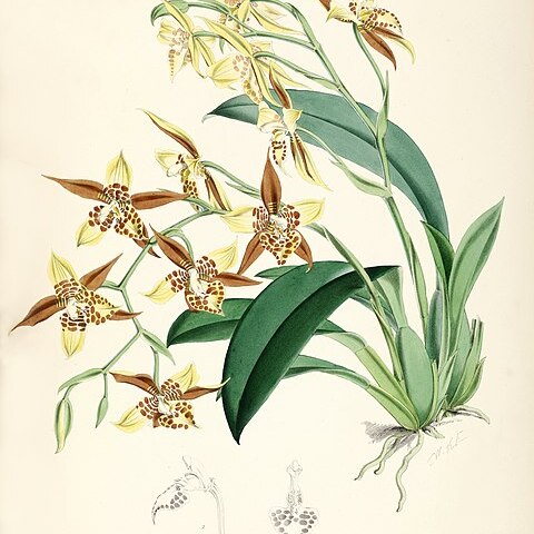 Rhynchostele maculata unspecified picture