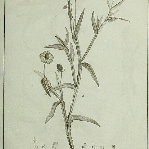 Helenium quadridentatum unspecified picture