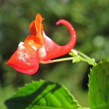 Impatiens phoenicea unspecified picture