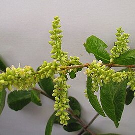 Trigoniaceae unspecified picture