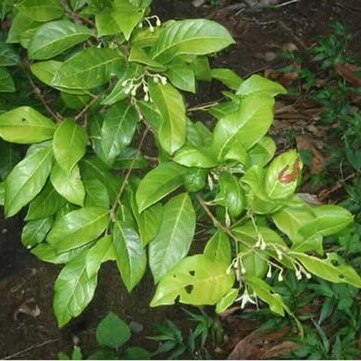 Styrax portoricensis unspecified picture