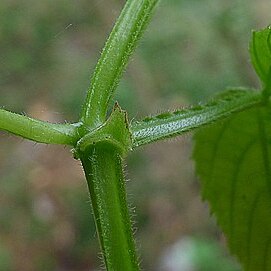 Cissus trigona unspecified picture