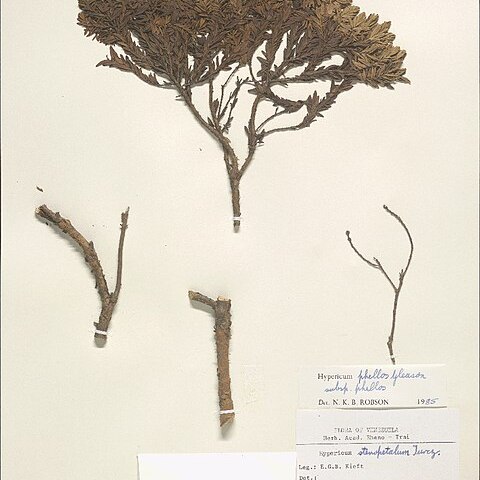 Hypericum phellos unspecified picture