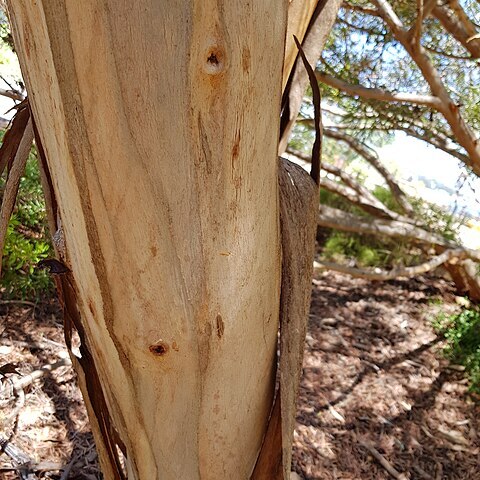 Eucalyptus georgei unspecified picture