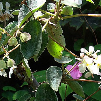 Begonia peltata unspecified picture