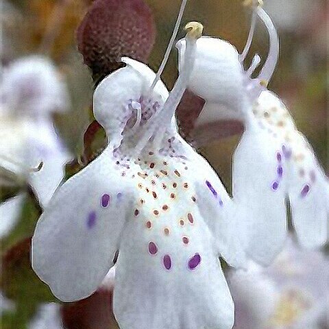 Prostanthera prostantheroides unspecified picture
