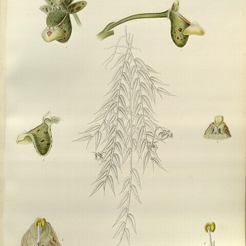 Gastrochilus distichus unspecified picture