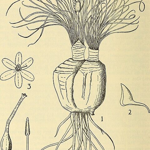 Drimia multifolia unspecified picture