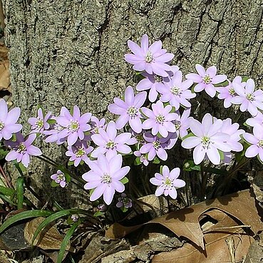Hepatica acutiloba unspecified picture