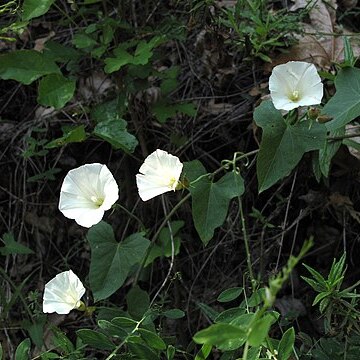 Calystegia purpurata subsp. purpurata unspecified picture