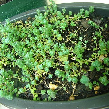 Sedum debile unspecified picture