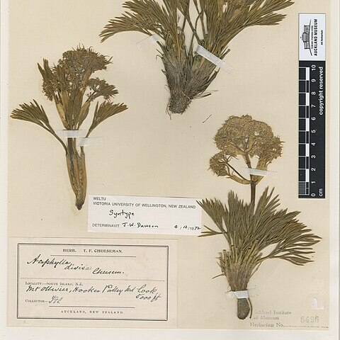 Aciphylla divisa unspecified picture