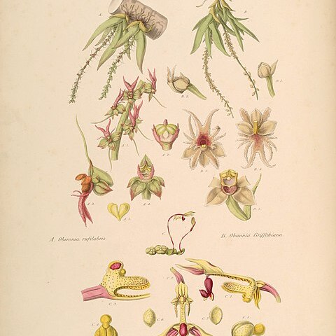 Oberonia rufilabris unspecified picture