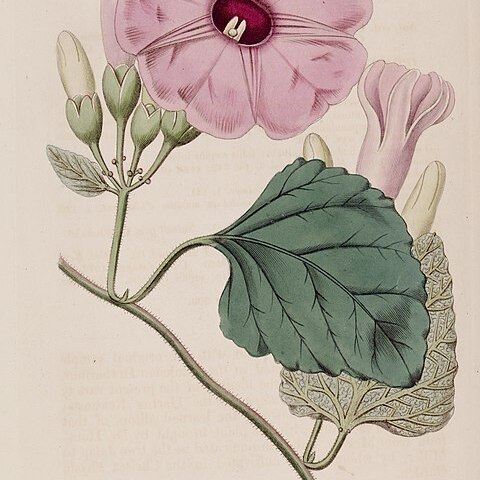 Ipomoea jalapa unspecified picture