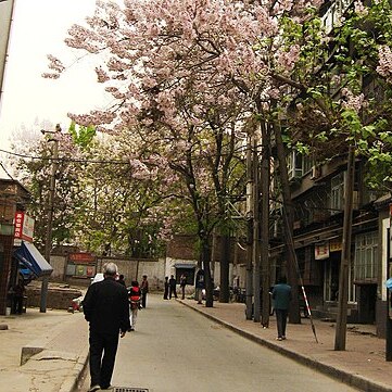 Paulownia fargesii unspecified picture