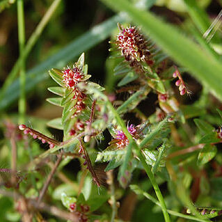Ammannia baccifera unspecified picture