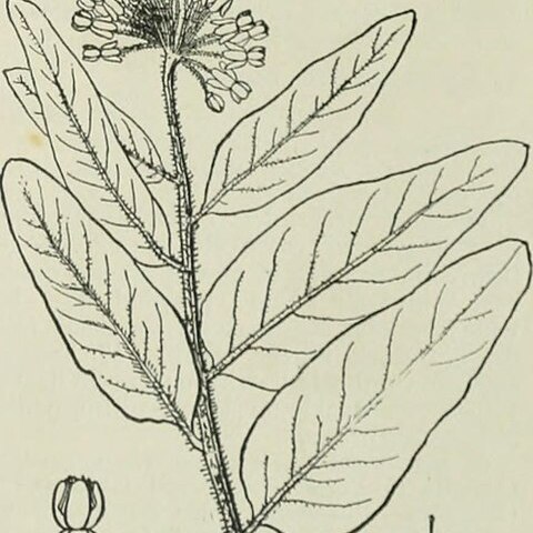 Asclepias lanuginosa unspecified picture