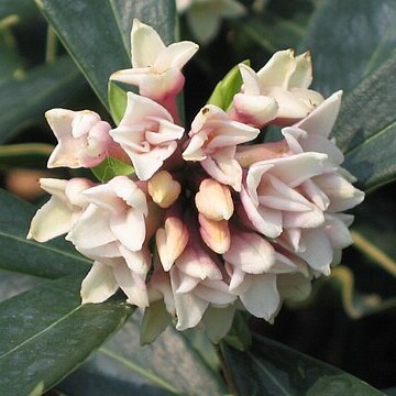 Daphne papyracea unspecified picture