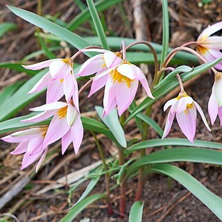 Tulipa patens unspecified picture