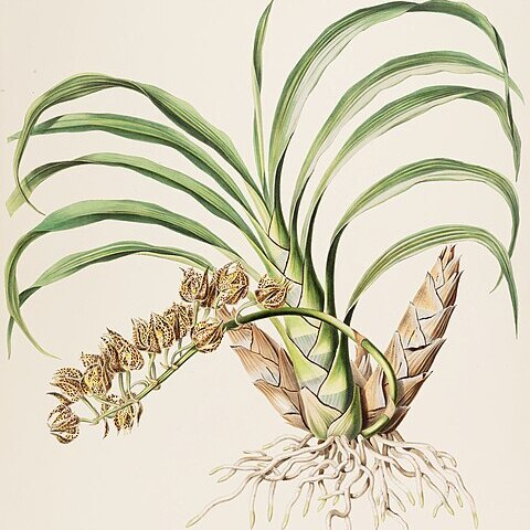 Mormodes maculata unspecified picture