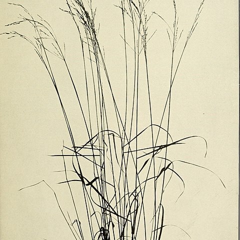 Poa sylvestris unspecified picture
