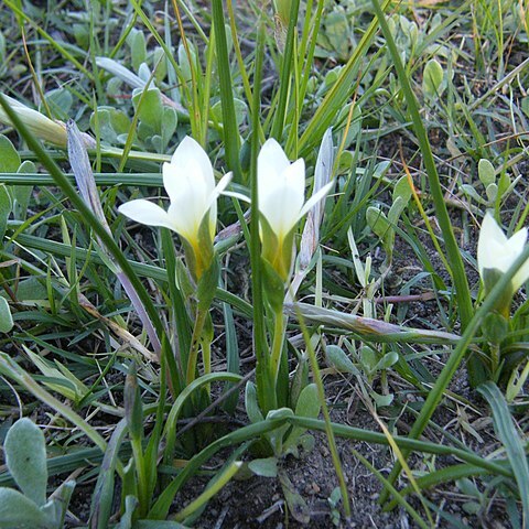 Romulea flava unspecified picture