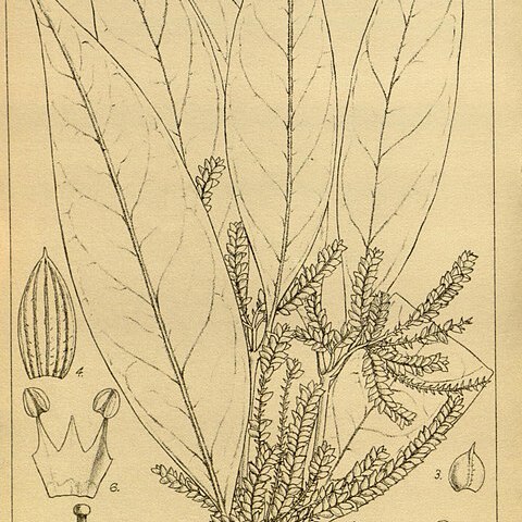 Psilotrichopsis curtisii unspecified picture