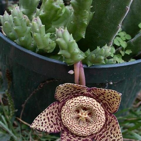Orbea variegata unspecified picture