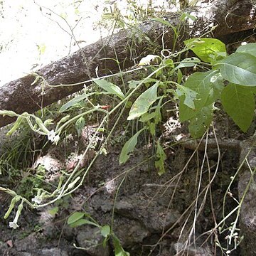 Nicotiana forsteri unspecified picture