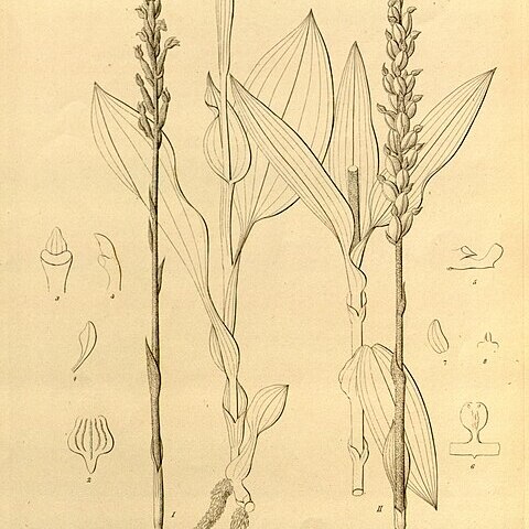 Goodyera novembrilis unspecified picture
