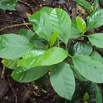 Baliospermum solanifolium unspecified picture