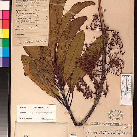Symplocos polyandra unspecified picture