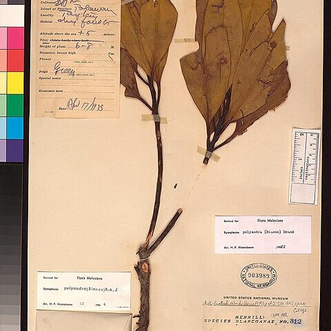Symplocos polyandra unspecified picture