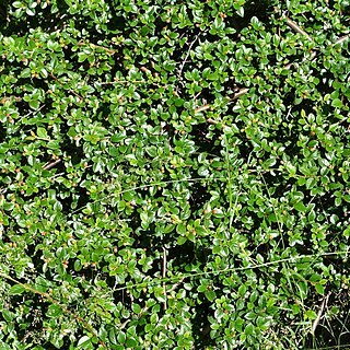 Cotoneaster nitidus unspecified picture