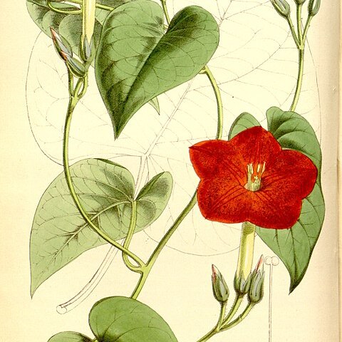 Ipomoea nationis unspecified picture