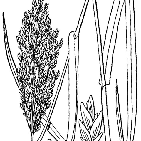 Glyceria obtusa unspecified picture