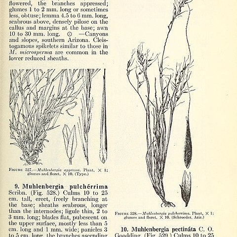 Muhlenbergia appressa unspecified picture