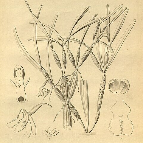 Scaphyglottis mesocopis unspecified picture