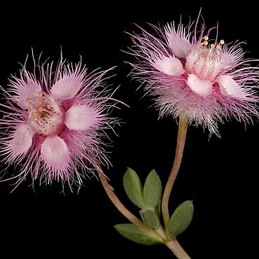 Verticordia insignis subsp. insignis unspecified picture