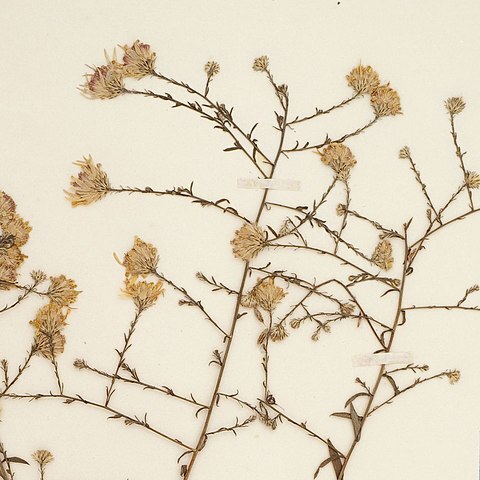 Symphyotrichum x gravesii unspecified picture